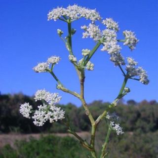 var. maritimum