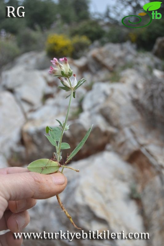 Datça-Muğla