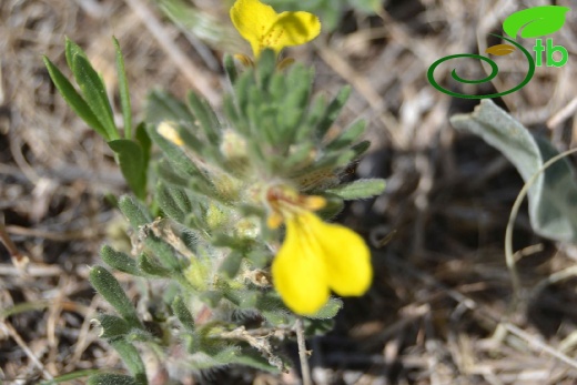 var chia- Eskişehir