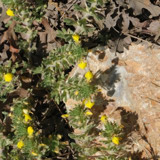 subsp. mesogitana- İzmir