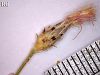 ssp cariensis