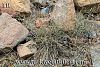 Sandras dağı-Köyceğiz