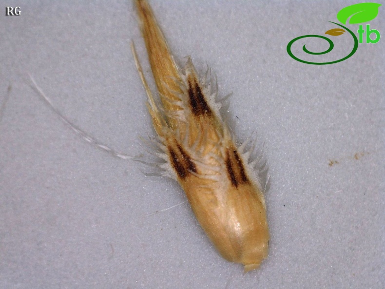 ssp cariensis-Fillariler