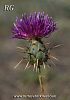 var carduiformis-Suluova-Amasya