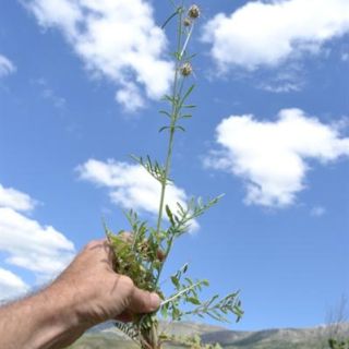 var thrinciifolia-Ulaş-Sivas