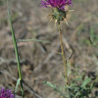 var carduiformis-Suluova-Amasya