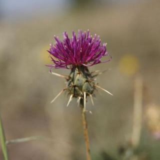 var carduiformis-Suluova-Amasya