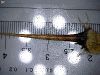 subsp orientalis