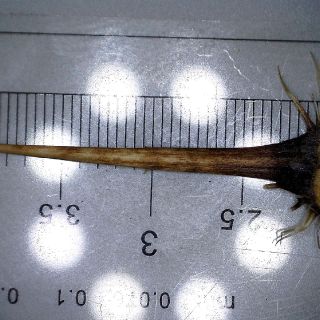 subsp orientalis
