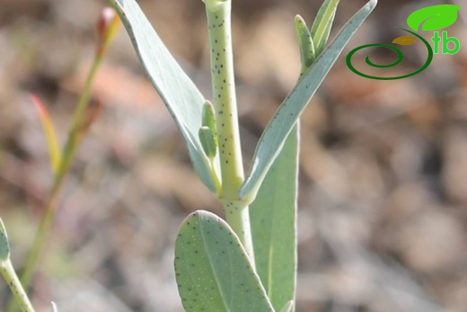 ssp polyphyllum-Silifke-Mersin