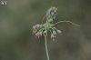 subsp. tauricum- İzmir