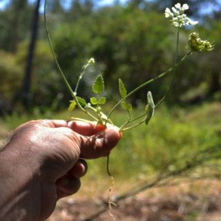 Datça-Muğla