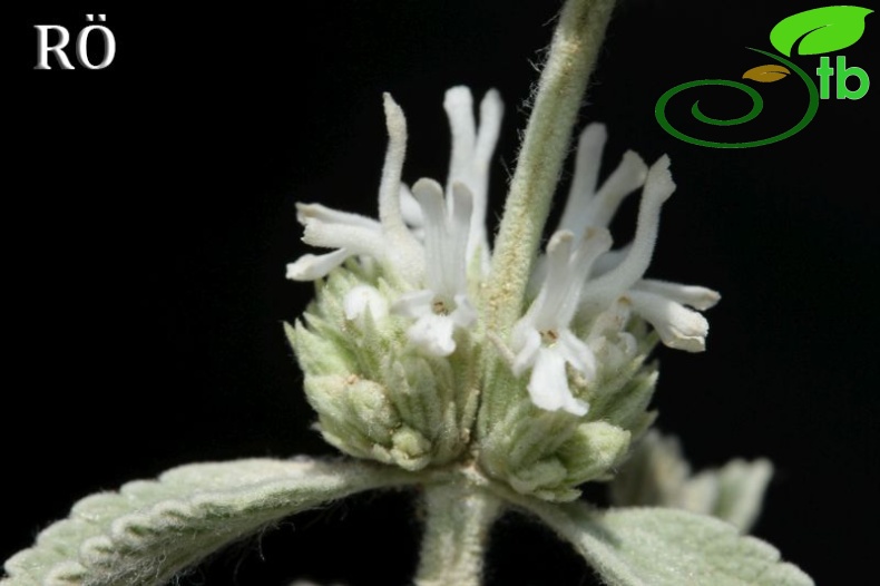 ssp micranthum-Kızılcadağ-Korkuteli