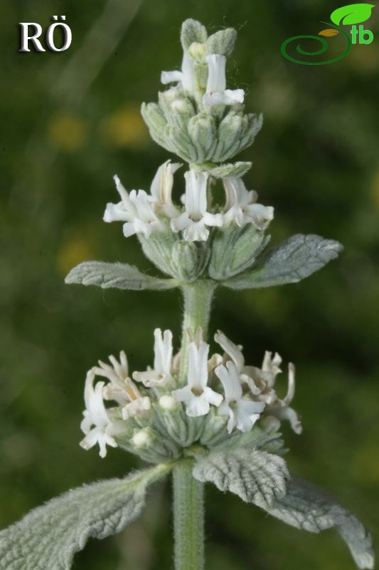 ssp micranthum-Kızılcadağ-Korkuteli