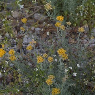 Hakkari