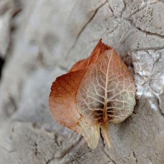 subsp. angustifolius- Gündoğmuş