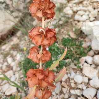 subsp. angustifolius- Gündoğmuş