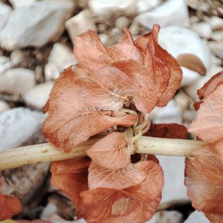 subsp. angustifolius- Gündoğmuş