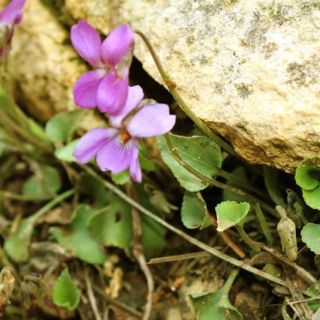 Silifke-Mersin