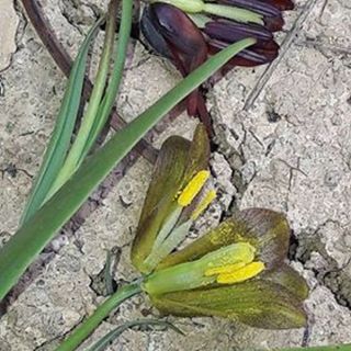 Fritillaria armena (üstte) ve F.pinardii