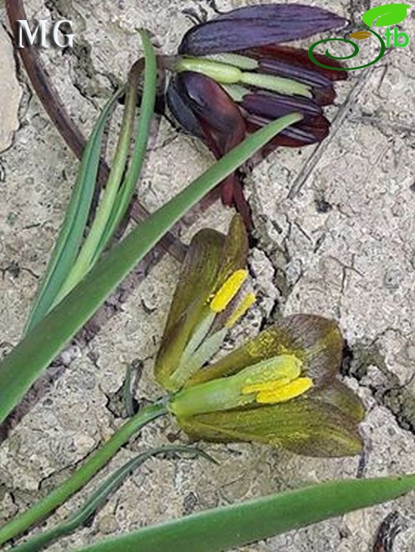 Fritillaria armena (üstte) ve F.pinardii