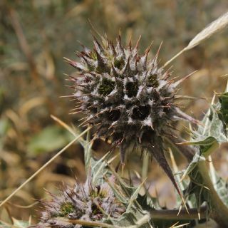 Hakkari