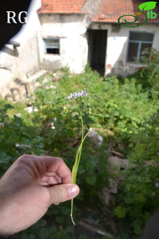 Datça-Muğla