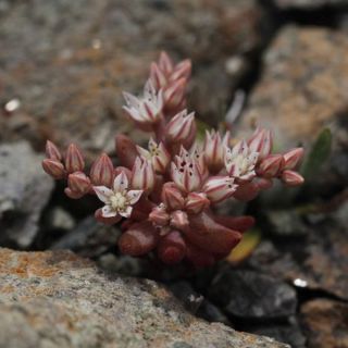 ssp caricum-Datça-Muğla