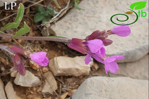 Adıyaman