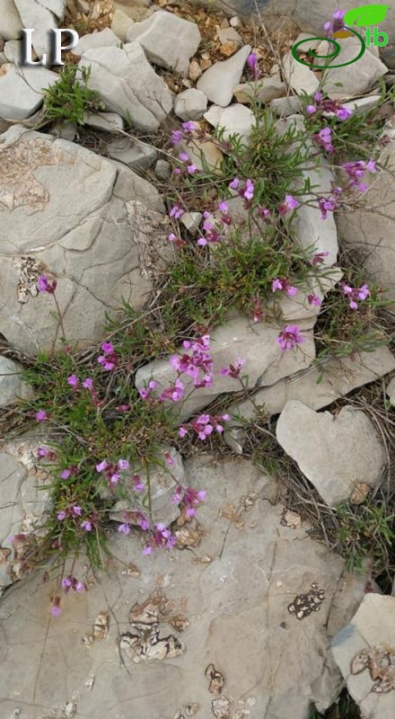 Adıyaman