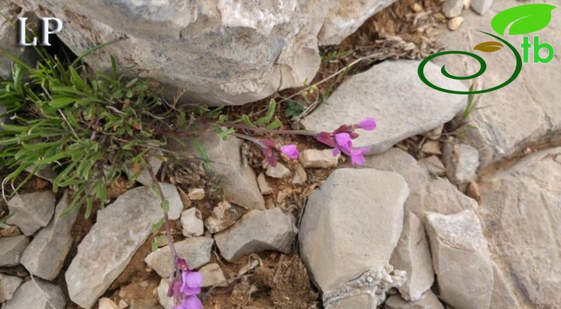 Adıyaman