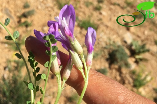 Tunceli-Erzincan