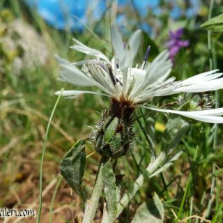 var.phrygius