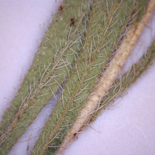 Sandras dağı-Köyceğiz