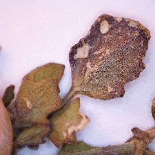 ssp brachycarpa var minor-Yaprak