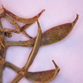 ssp brachycarpa var minor-Meyve