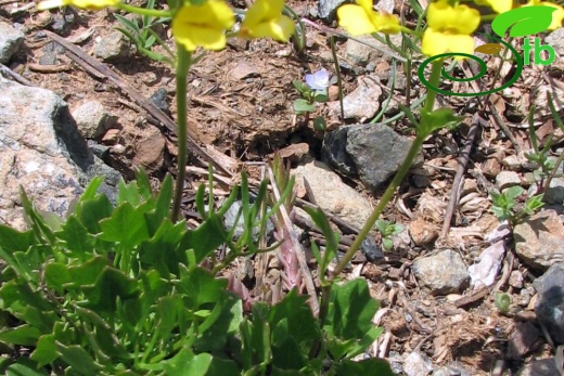 subsp brachycarpa var ilicifolia