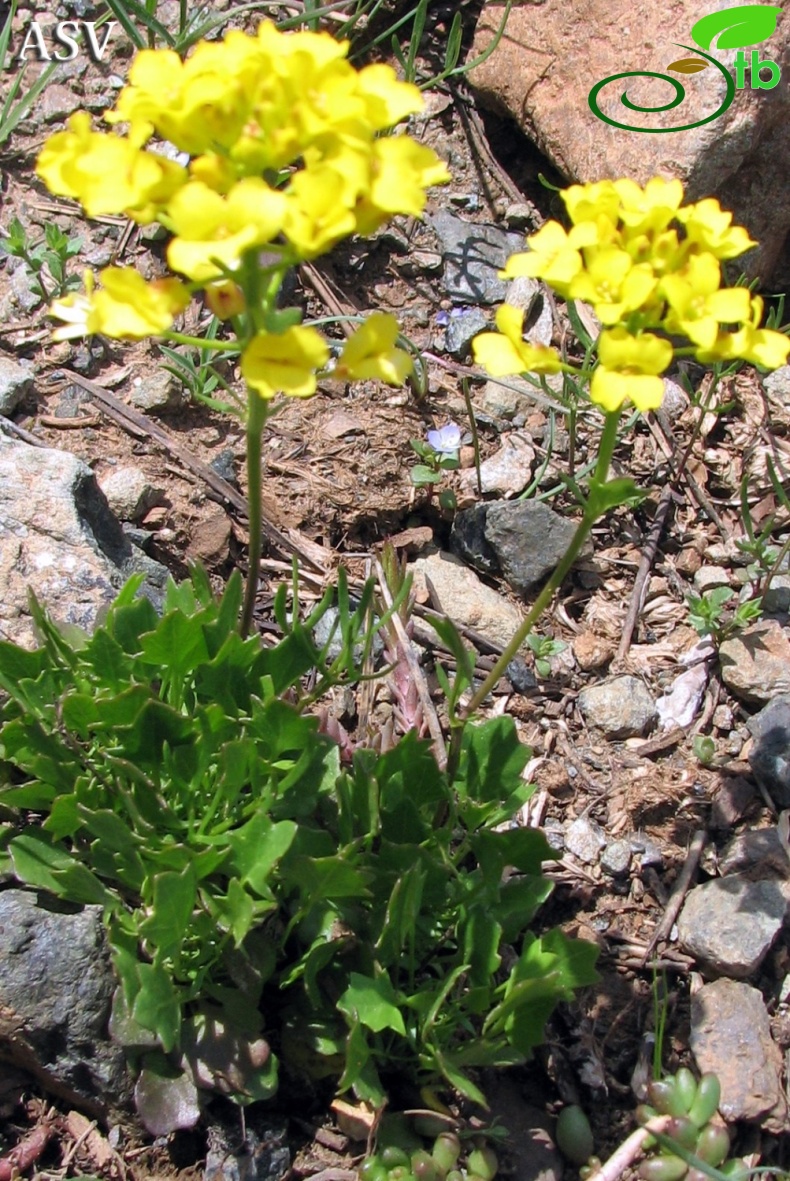 subsp brachycarpa var ilicifolia