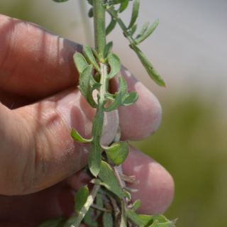 Muğla-Kale arası