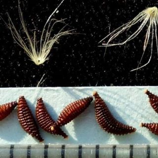 Gökçeada-Çanakkale