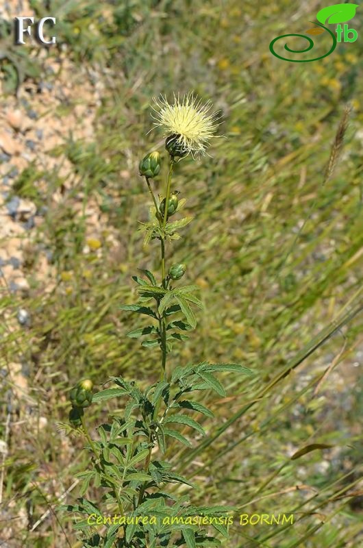 Seben-Bolu