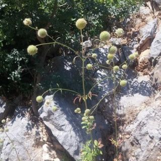Akseki-Antalya