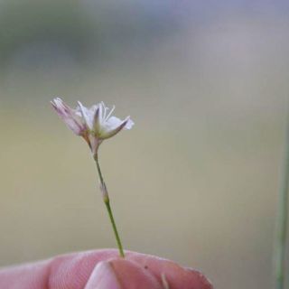 ssp dianthifolia-Girdev dağı