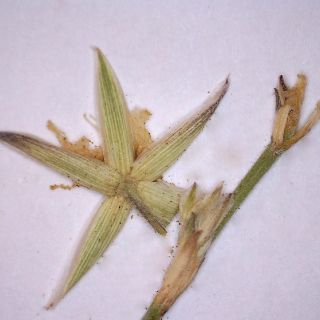 Kaliks