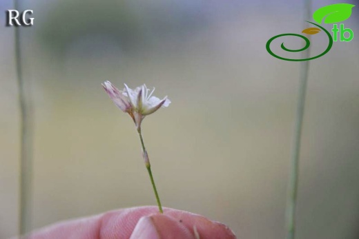 ssp dianthifolia-Girdev dağı