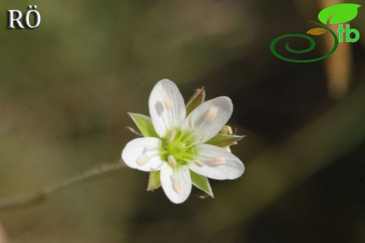 ssp dianthifolia-Girdev dağı