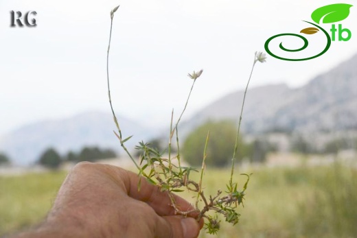 ssp dianthifolia-Girdev dağı