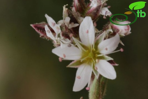 ssp dianthifolia-Girdev dağı