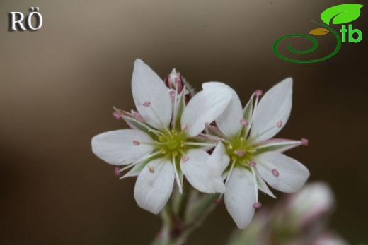 ssp dianthifolia-Girdev dağı