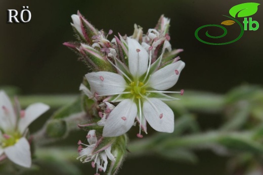 ssp dianthifolia-Girdev dağı